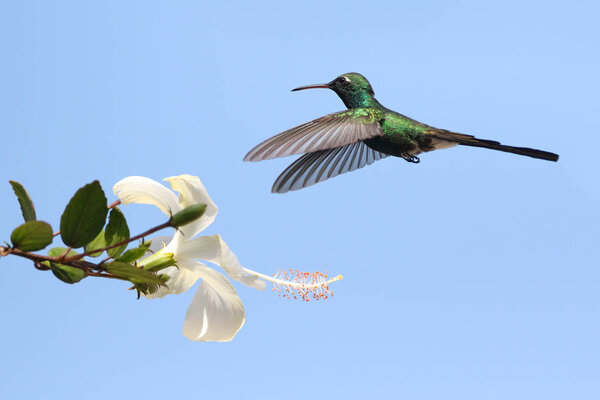 Летящий кубинский изумруд колибри, Хлоростилбон рикоди питается цветами
