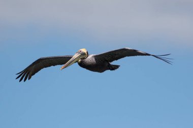 kahverengi Pelikan, pelecanus occidentalis