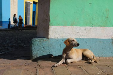 Köpek Trinidad sokakta dinleniyor