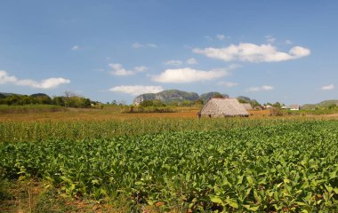 Vinales vadisinde tütün ambarı, Küba