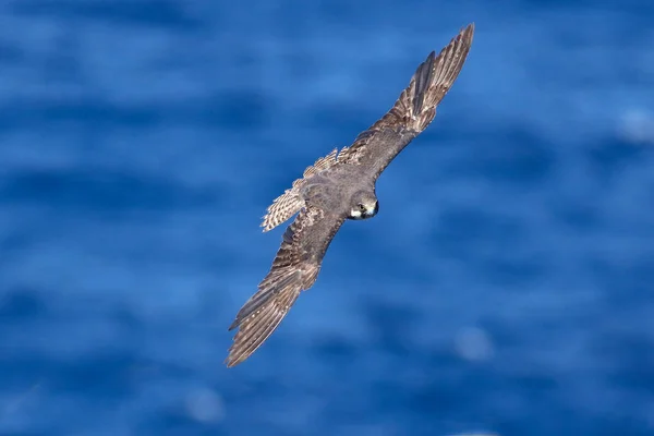 Самка сокола Элеоноры Falco eleonorae — стоковое фото