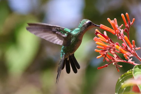Beija-flor-esmeralda-de-cuba, Chlorostilbon ricodi — Fotografia de Stock