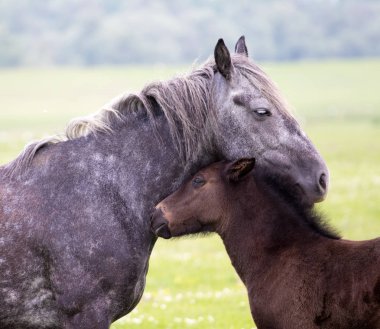Anne sevgisi, tay ve mare