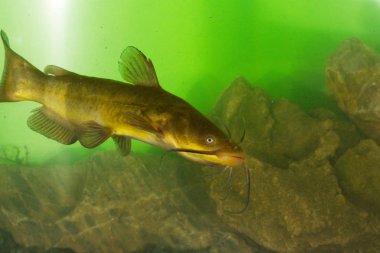 Siyah Bullhead, Ictalurus melas yayın balığı
