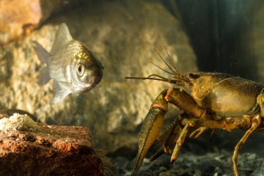 Doğu kerevit ve Prusya sazan balığı