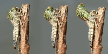 River Clubtail yusufçuk metamorfozu