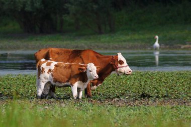 Sulama yerinde ve buzağı