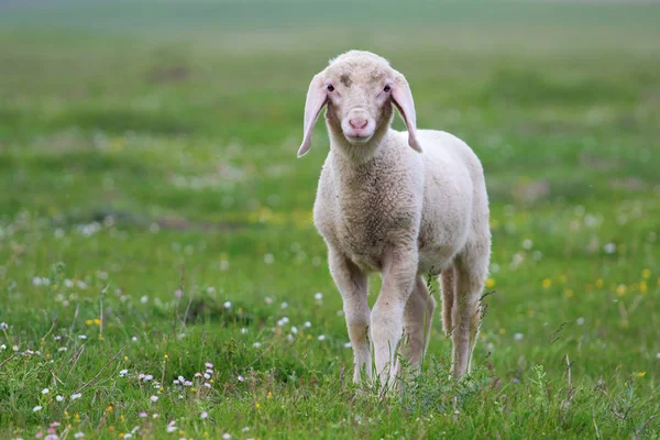 Lamm auf dem Blumenfeld — Stockfoto