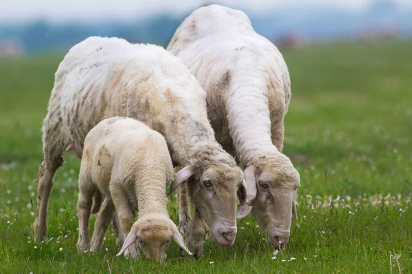 Agnello e due pecore sono pascolare — Foto Stock