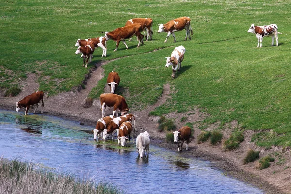 Troupeau de vaches sur l'abreuvoir — Photo