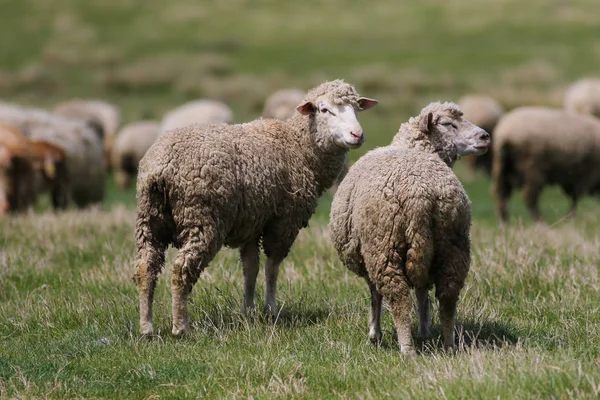 Две овцы на летнем лугу — стоковое фото