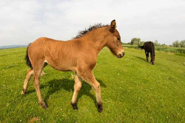 Brown föl på fild — Stockfoto