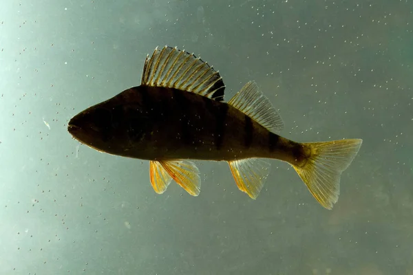 Sombra de peixe poleiro europeu — Fotografia de Stock