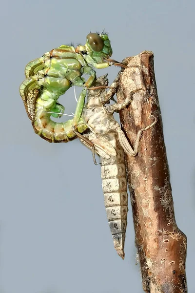 Métamorphose de la libellule de rivière Clubtail — Photo