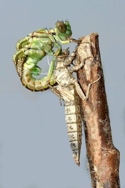 Metamorfóza řeky Clubtail dragonmoucha — Stock fotografie