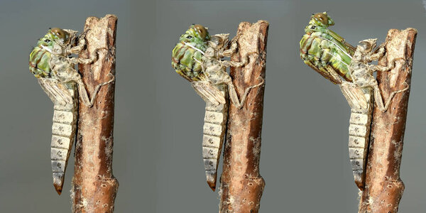 Metamorphosis of  River Clubtail dragonfly