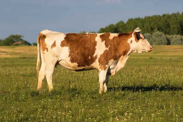 Vache sur la prairie — Photo