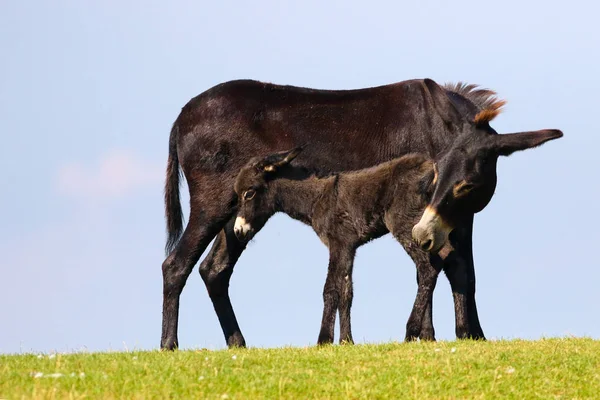 Czarna matka i noworodek osioł — Zdjęcie stockowe