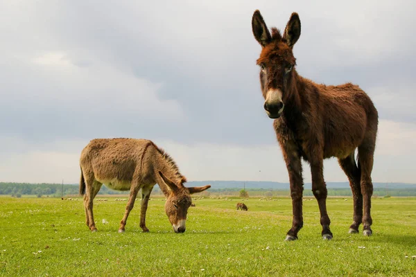 Two donkeys on the meadow