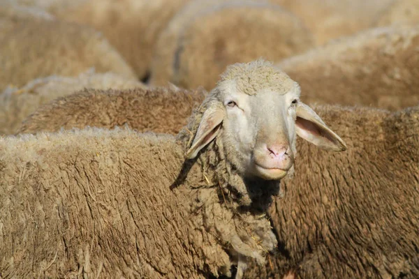 Retrato de oveja — Foto de Stock