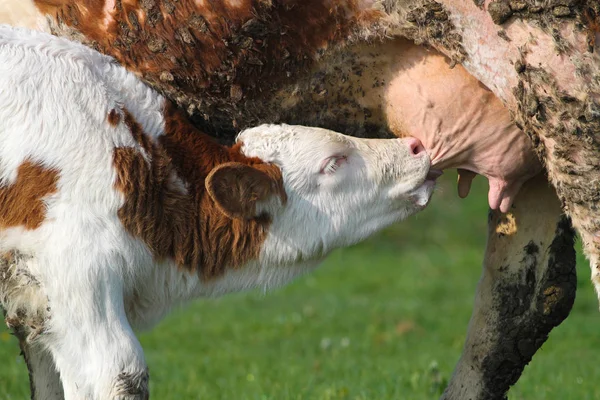 Vaca leitora de vitelo — Fotografia de Stock