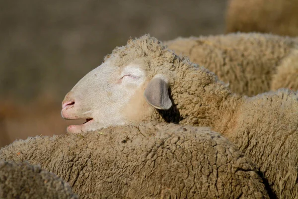Portret senny owiec — Zdjęcie stockowe