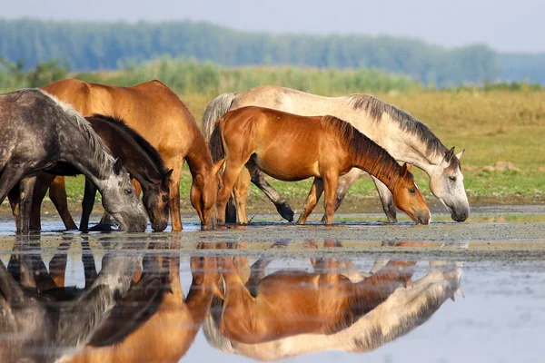 Manada de caballos está bebiendo agua en el prado —  Fotos de Stock