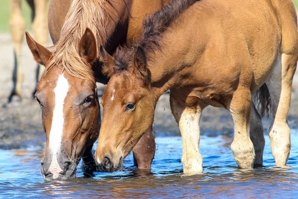 Brun mor häst och föl dricksvatten — Stockfoto
