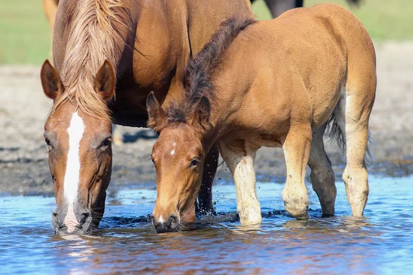 Brązowy koń koński i źalej wody pitnej — Zdjęcie stockowe
