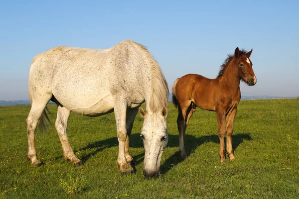 Cheval blanc et poulain brun pâturant sur la prairie florale — Photo