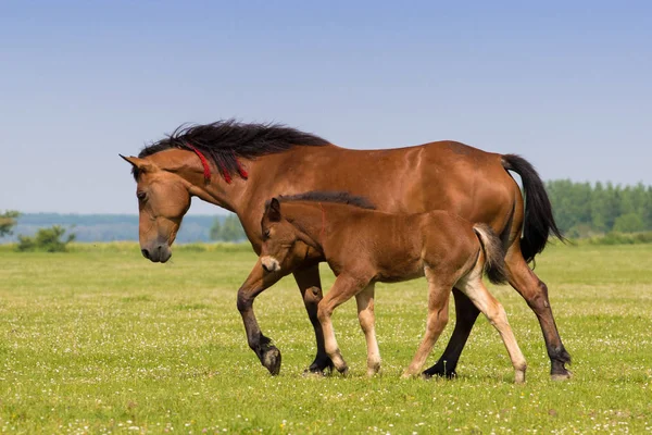 Sorrel mare and foal on the floral meadow — Stockfoto