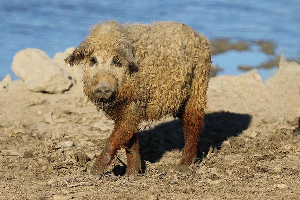 Mangalica domestic pig on the farm — Stock Image Mangalica domestic pig on the farm Royalty Free Stock Images