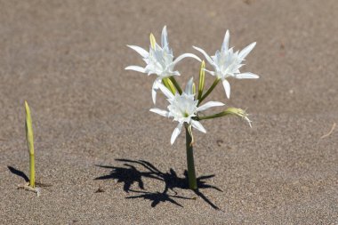 pancratium maritimum, deniz nergis