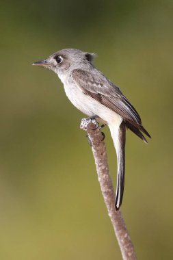Küba Pewee endemik kuşu (Contopus caribaeus)
