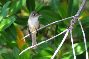 Küba Pewee endemik kuş , Mangrov orman üzerinde Contopus caribaeus