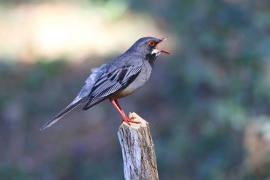 Kırmızı bacaklı ardıç kuşu Turdus plumbeus Küba