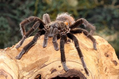 Meksika siyah kadife tarantula dalı