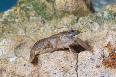 Avrupa kereviti, su birikintisi astacus astacus