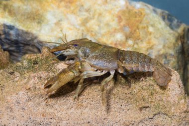 Tatlı su kerevitgibi ıstakoz, Austropotamobius torrentium