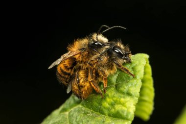 Osmia rufa, mason arı mırıltıcı