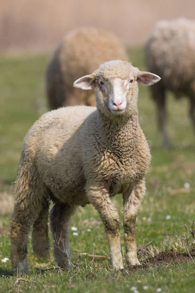 Agnello bianco sul prato — Foto Stock