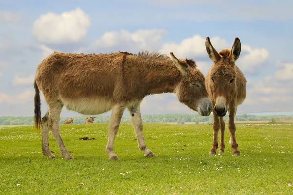 Två roliga åsnor i kärlek — Stockfoto