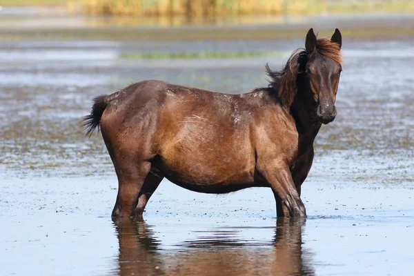 Svart sto på vattningsstället — Stockfoto