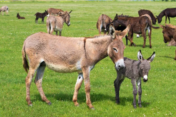 听说过草地上的驴子和母亲 — 图库照片