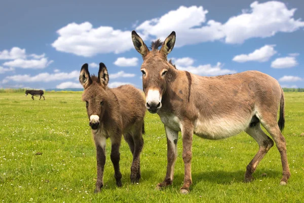 Mother and baby donkey on the meadow