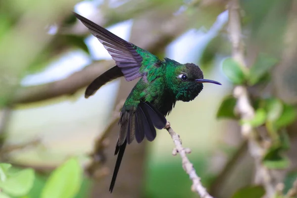 Colibrí esmeralda cubano, Clorostilbon ricodi —  Fotos de Stock