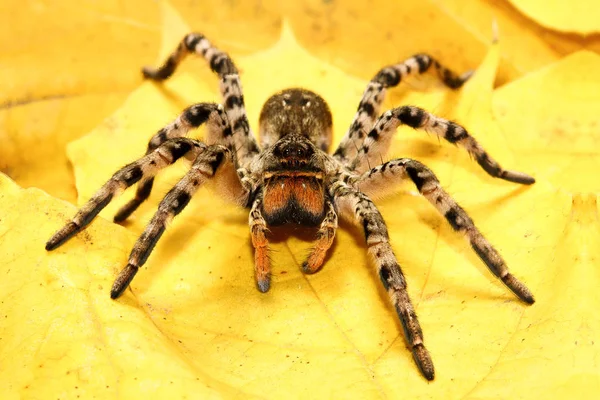 Tarantola inquietante pericolosa Lycosa singoriensis — Foto Stock