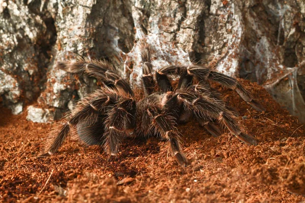 Tarantola messicana in velluto nero nel terrario — Foto Stock