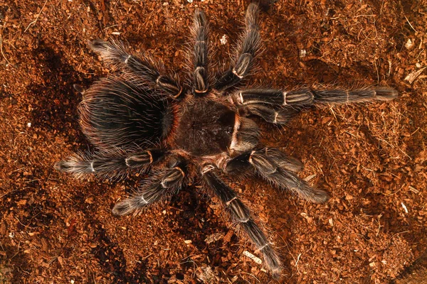 Mexikansk svart sammet Tarantula, Hårig giftig spindel — Stockfoto