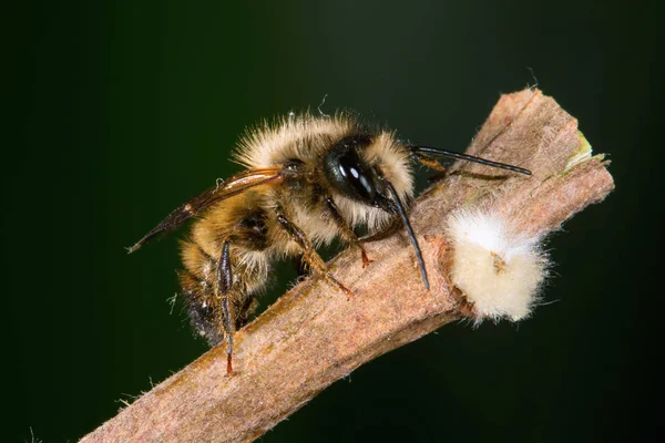 Osmia rufa, mason arı, tozlaştırıcı